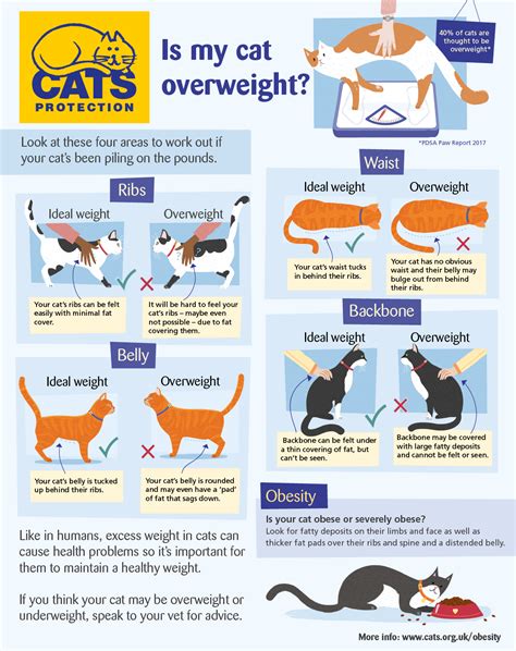 catch weight vs net weight|overweight cat diet.